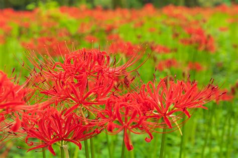 彼岸花|彼岸花（ヒガンバナ）とは ＜花言葉・由来・開花時期などを紹。